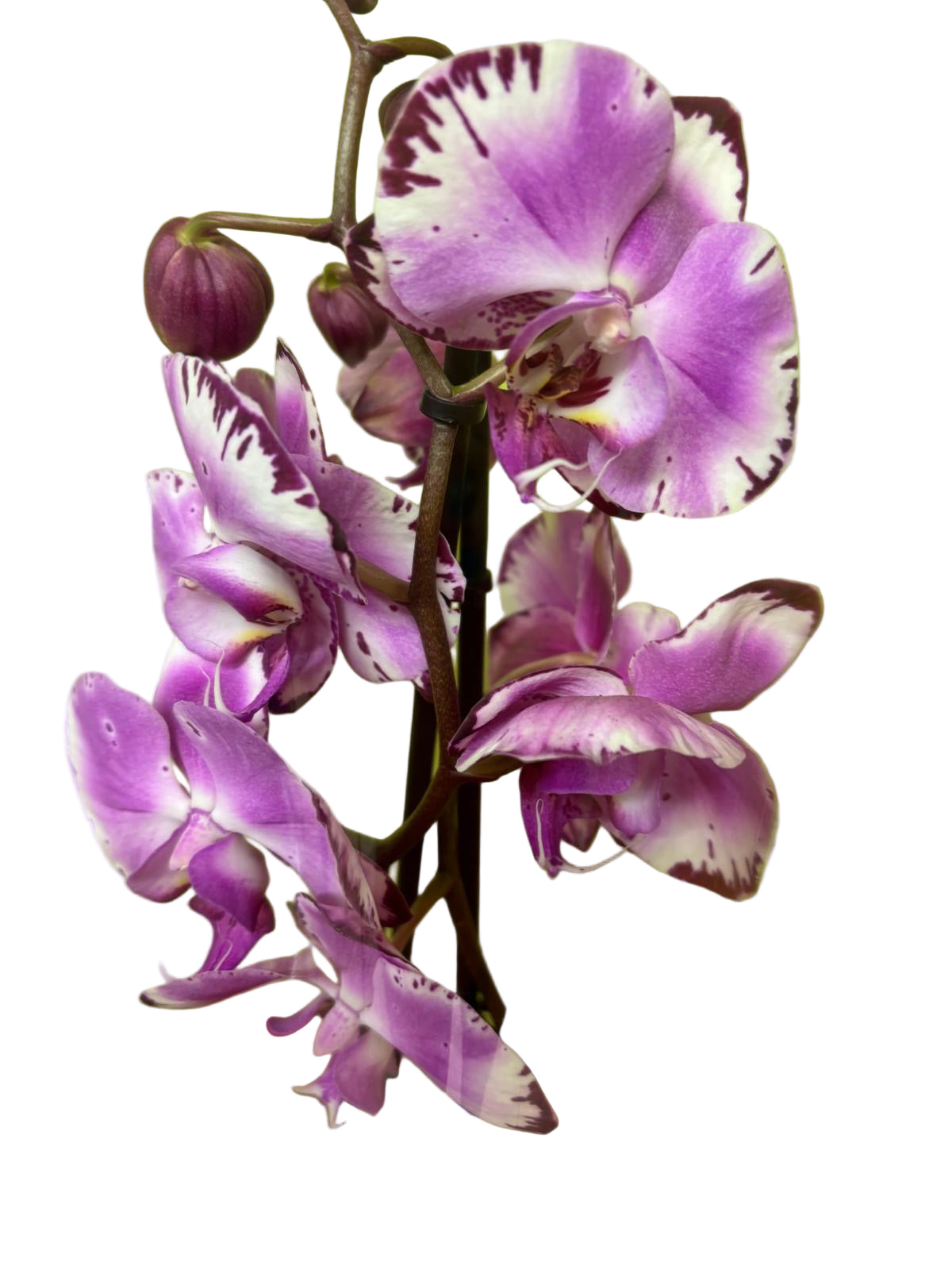 Orchid with pot
