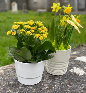 Selection of House Plants