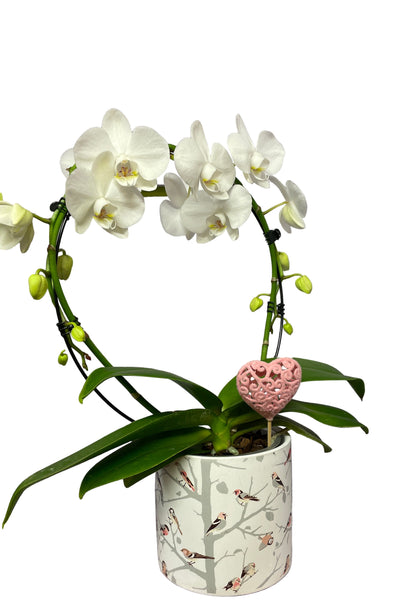 Orchid with pot