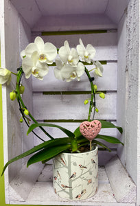 Orchid with pot