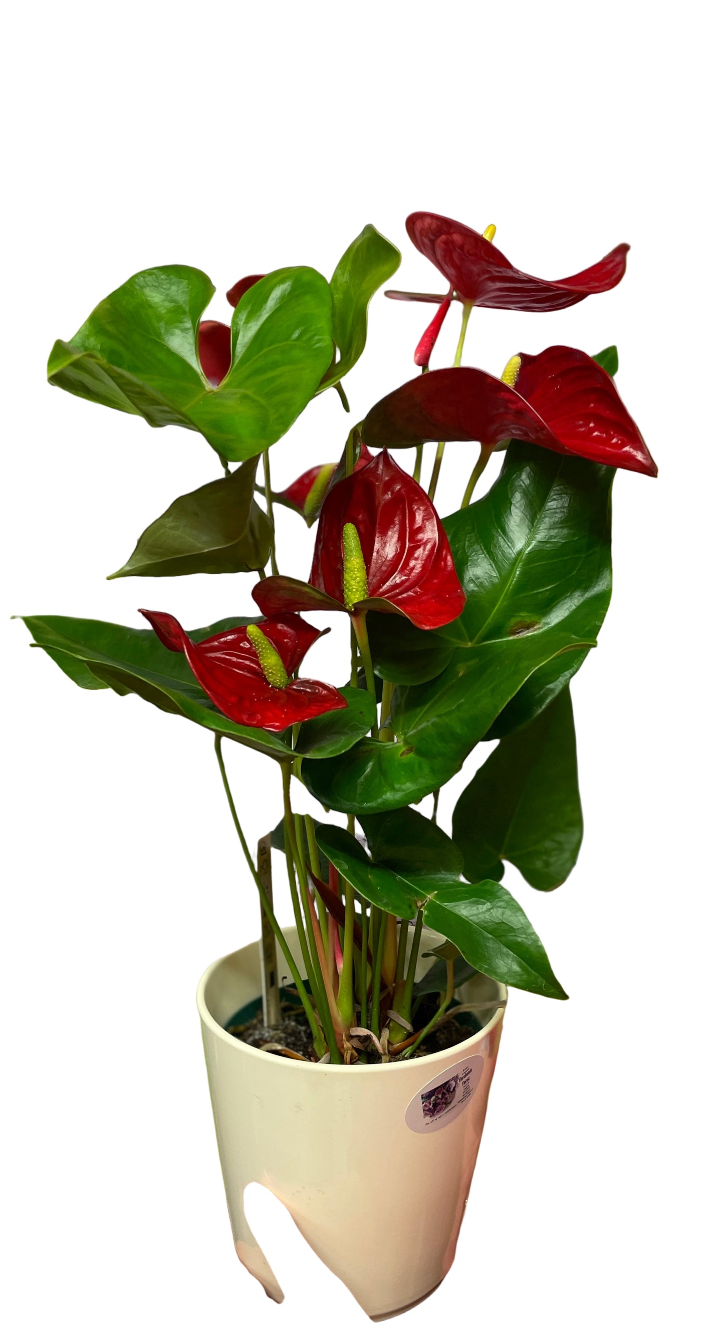 Anthurium