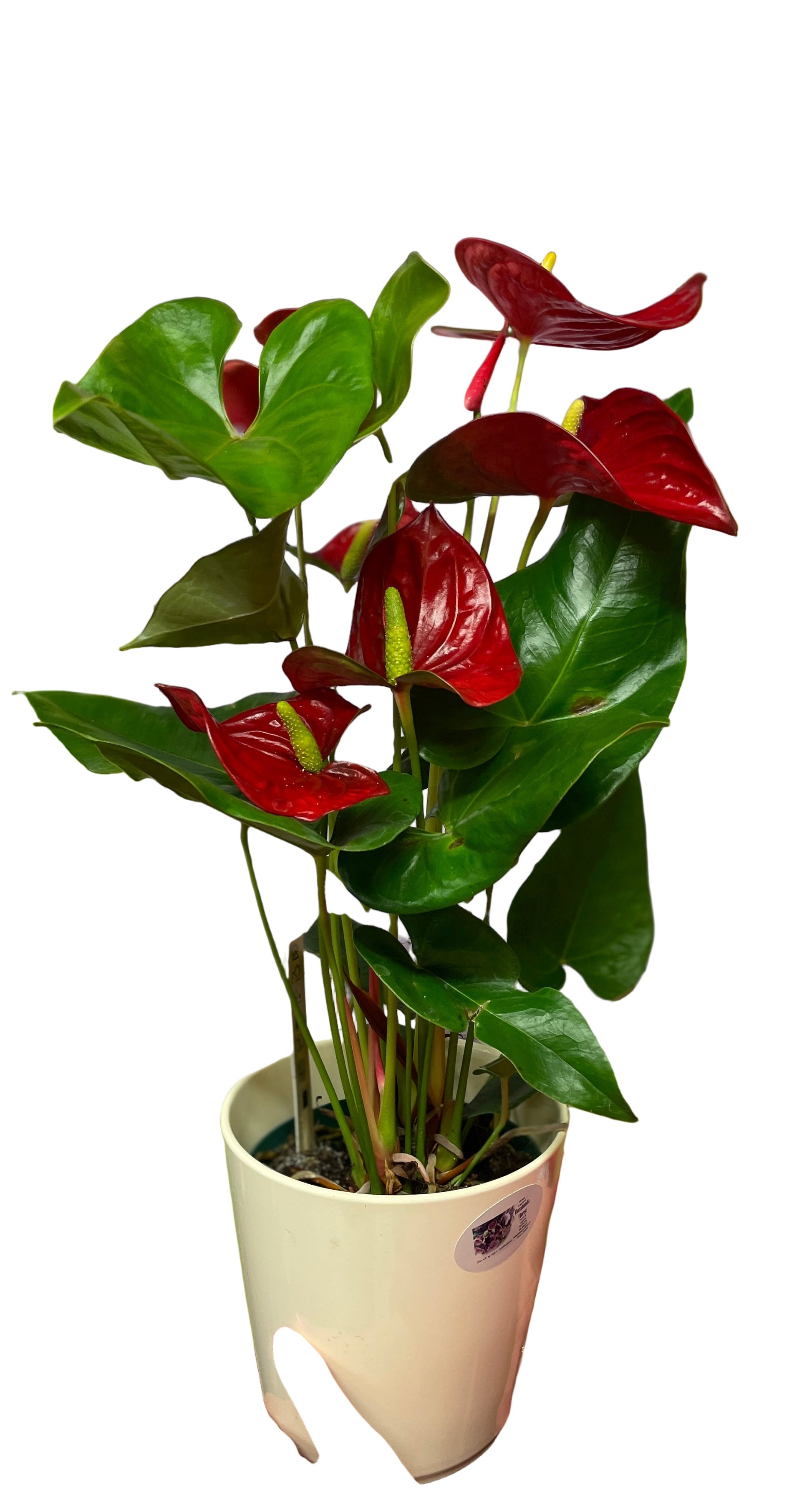 Anthurium