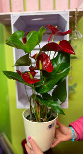 Anthurium