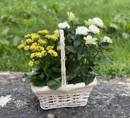 Selection of House Plants