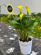 Easter Calla Lilly Plant